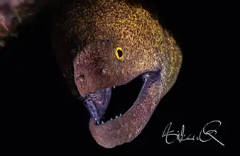 Récif artificiel Pyramid à Dauin